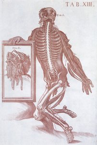 Anatomical Figure, from 